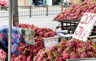 Giá thanh long rớt còn 5.000 đồng/kg