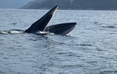Cặp cá voi xuất hiện trên biển Vũng Rô ở Phú Yên