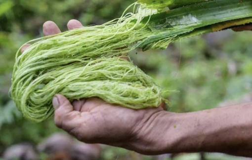 Điểm yếu khiến vải làm từ bẹ chuối, lá dứa… khó cạnh tranh