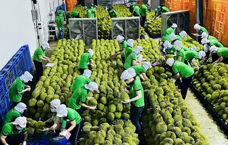 Kim ngạch xuất khẩu rau quả vào Trung Quốc tăng cao