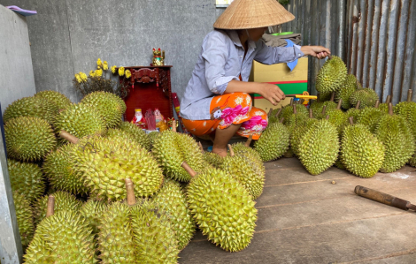 Trung Quốc cảnh báo trái cây Việt Nam, Bộ Nông nghiệp chỉ đạo khẩn