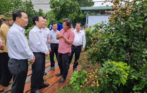 Trồng thanh nhãn ở Cần Thơ cho thu nhập khoảng 500 triệu đồng/ha