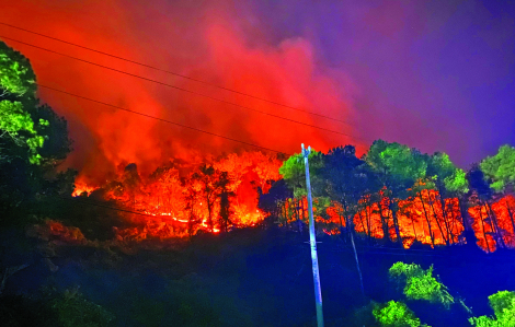 Miền Trung: Khẩn cấp ngăn chặn cháy rừng trước mùa bão lũ