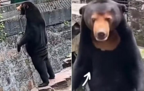 Khách du lịch đổ xô đến sở thú Trung Quốc sau khi gấu chó "giống người" gây sốt