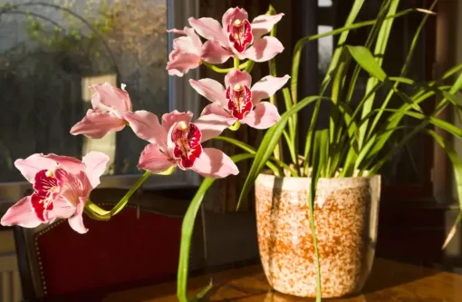 8 loại hoa có thể trồng trong nhà để tăng vẻ sang trọng