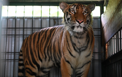 7 chú hổ Đông Dương được chuyển đến "nhà" mới