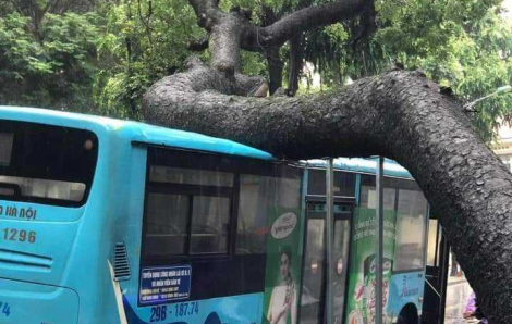 Hà Nội: Cây xà cừ bật gốc trong ngày mưa đè trúng xe buýt đang đi trên phố