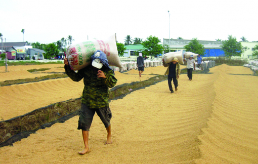 Tăng diện tích trồng lúa để xuất khẩu thêm nhiều gạo Tăng diện tích trồng lúa để xuất khẩu thêm nhiều gạo