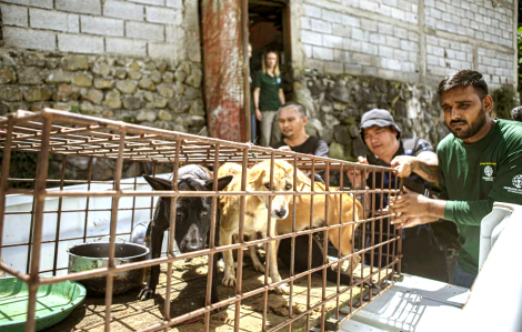 Tranh cãi quanh việc ăn thịt chó mèo tại nhiều quốc gia