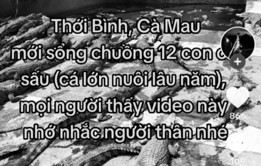 Bị phạt 7,5 triệu vì bịa đặt thông tin 12 con cá sấu sổng chuồng ở Cà Mau