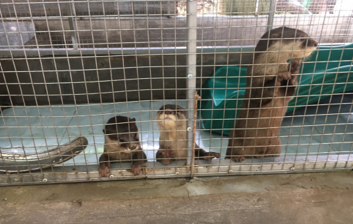 Tỉ lệ giải cứu động vật hoang dã ở TPHCM và Hà Nội còn thấp