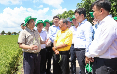 Thủ tướng Phạm Minh Chính khảo sát mô hình sản xuất lúa chất lượng cao ở Đồng Tháp
