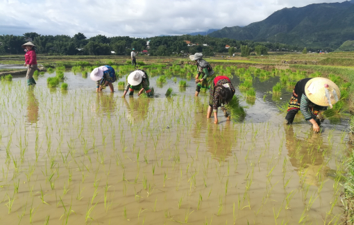 Liêu xiêu đám mạ