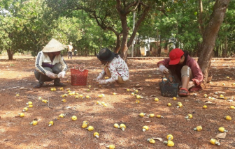 Người trồng điều thu nhập 40 triệu đồng/năm khiến Bộ trưởng Bộ Nông nghiệp xót xa