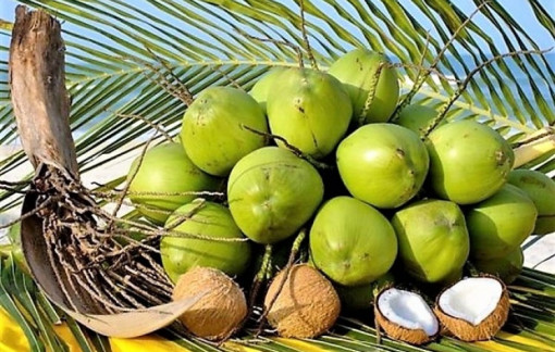 Sẵn sàng để dừa Việt vào thị trường Mỹ