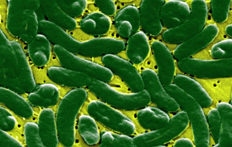 “Vi khuẩn ăn thịt” làm 8 người ở Mỹ thiệt mạng