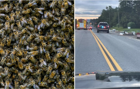 Hy hữu 5 triệu con ong đổ xuống đường phố Canada