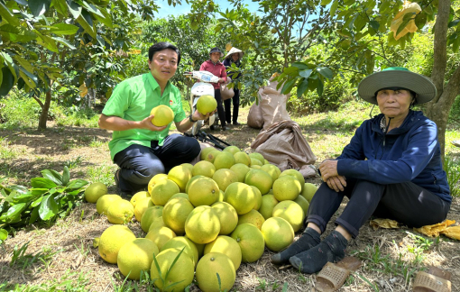 Bưởi Phúc Trạch được mùa, thương lái mua cả vườn