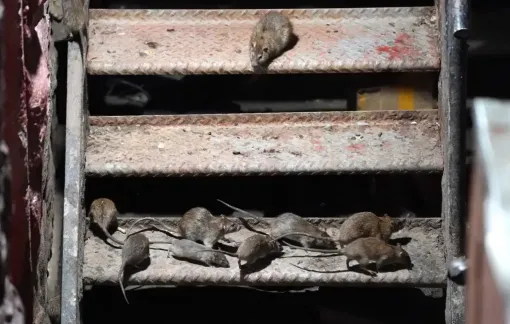 Du lịch chuột cống bùng nổ tại New York, Mỹ