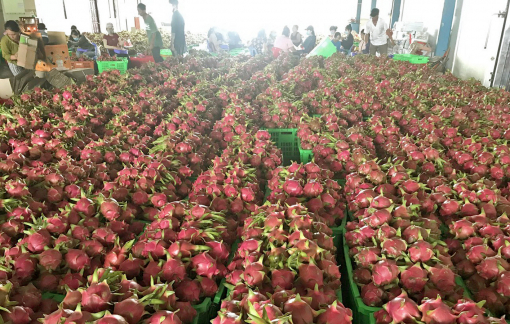 Một số siêu thị tại Anh dừng bán thanh long Việt Nam