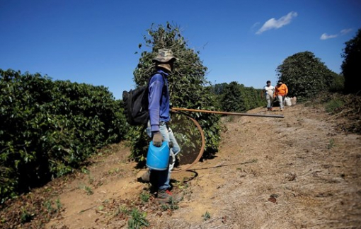 Brazil giải cứu hàng trăm "nô lệ thời hiện đại"