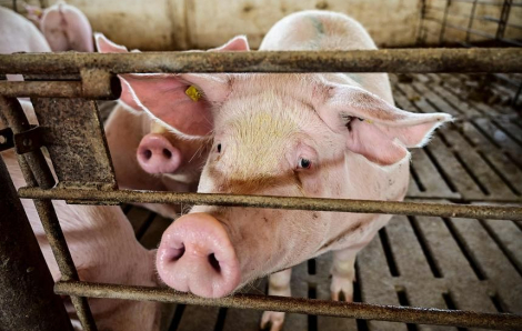 Các nhà khoa học Trung Quốc nuôi cấy thận lợn cho người