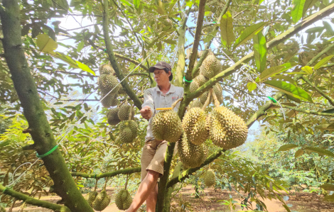 Vì sao xuất khẩu sầu riêng thu tỉ đô... doanh nghiệp vẫn than lỗ?