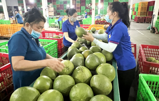 Hoạt động xuất khẩu sang Trung Quốc vẫn diễn ra bình thường