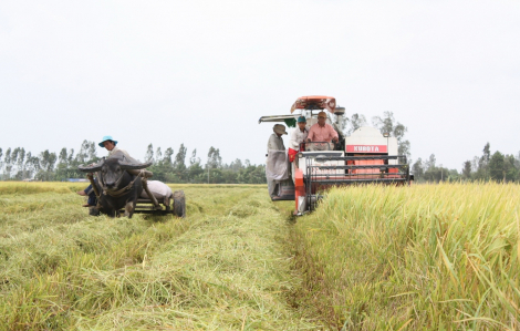 Sản xuất lúa gạo năm 2023 ở đồng bằng sông Cửu Long thắng lớn