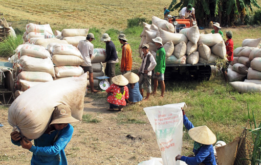 Được giá, nông dân bán “lúa non”