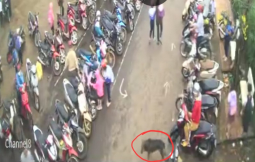 Con chó lạ tấn công 2 học sinh ở Đắk Nông dương tính với vi rút dại