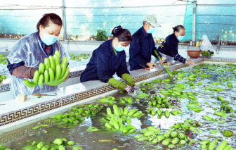 Nhật Bản muốn nhập chuối tươi từ Việt Nam thay thế chuối Philippines