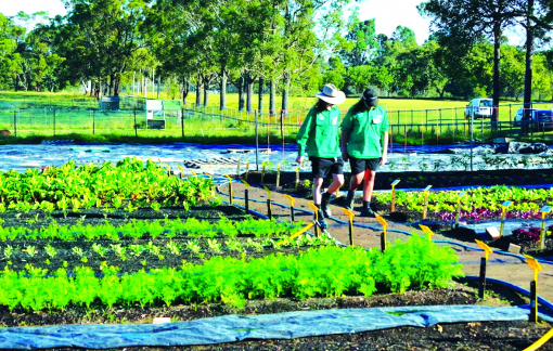 Dạy học sinh về lối sống bền vững và lòng biết ơn qua việc làm vườn
