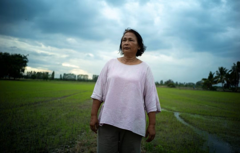 Nông dân Thái Lan vừa mừng vừa lo khi giá lúa gạo tăng