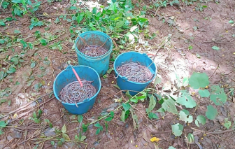 Đắk Lắk: Phát hiện nhiều đối tượng dùng kích điện để bắt giun đất