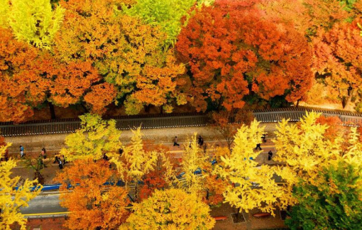 Vẻ đẹp mùa thu khó cưỡng ở Hàn Quốc, Bỉ...
