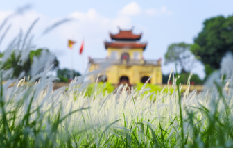 Mùa cỏ lau quyến rũ ở Hoàng thành Thăng Long