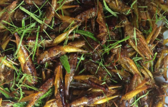 Thu vàng nhớ châu chấu lá chanh