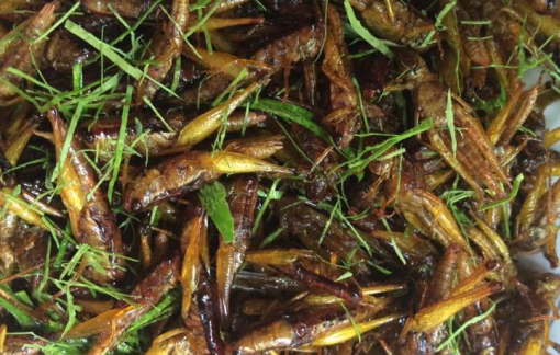 Thu vàng nhớ châu chấu lá chanh