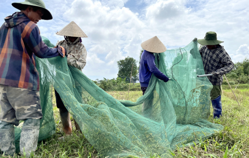 “Lùa” châu chấu, kiếm tiền triệu mỗi ngày