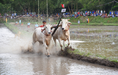 An Giang: 56 đôi bò tranh tài ở lễ hội đua bò Bảy Núi năm 2023