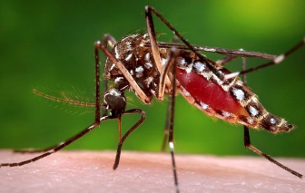 Biến đổi khí hậu khiến muỗi có kích thước lớn, sống lâu và nguy hiểm hơn