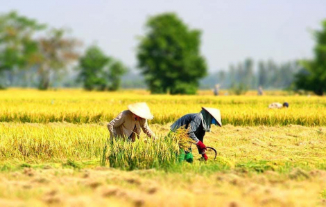 Lập tổ gặt thuê cho... mẹ