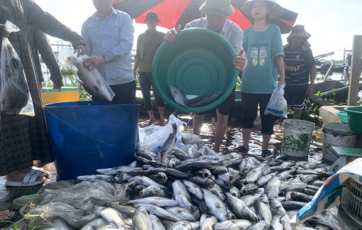 Hơn 50 tấn cá lồng chết trắng trên sông