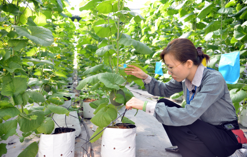 TPHCM phấn đấu sau năm 2030, nông nghiệp công nghệ cao chiếm 70%