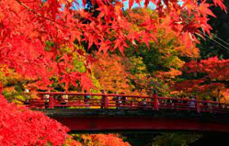 Những điểm ngắm lá đỏ nổi tiếng ở Nhật Bản