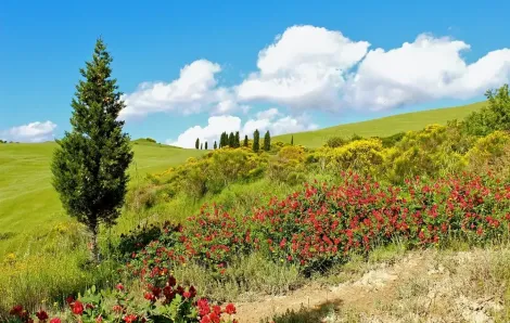 Tuscany - "bản tình ca" ngọt ngào giữa lòng nước Ý