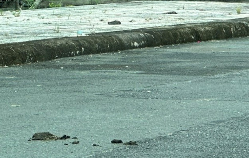 Chuyển bò ra khỏi khu giáo dục trẻ khuyết tật, tự kỷ sau khi Báo Phụ Nữ phản ánh