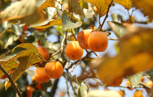 Vựa hồng xứ Nghệ mất mùa, nông dân vẫn vui vì được giá