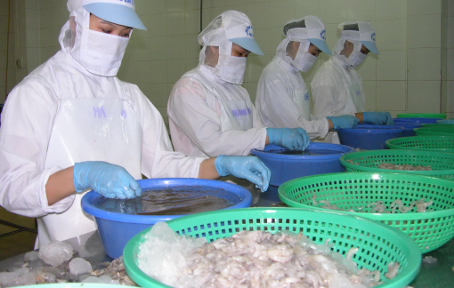 Xuất khẩu tôm đang giảm